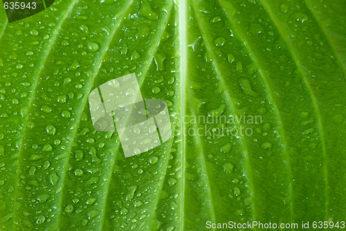 Image of Leaf