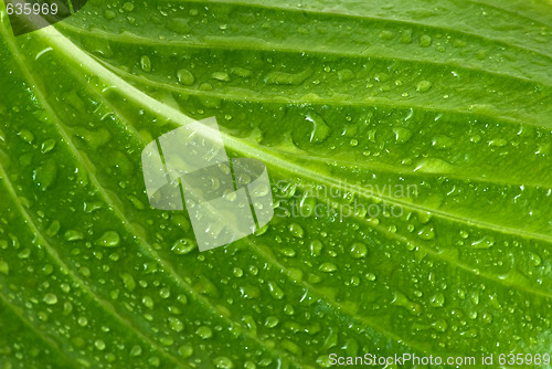 Image of Leaf