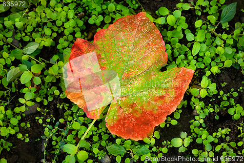 Image of Grape leaf