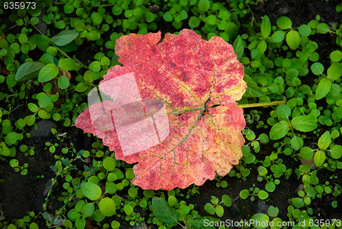 Image of Grape leaf