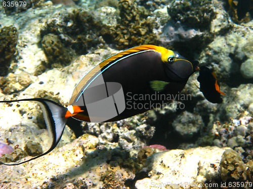 Image of Orangespine unicornfish