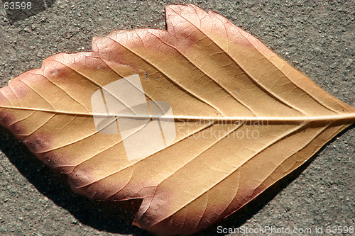 Image of Up Close and Leaf