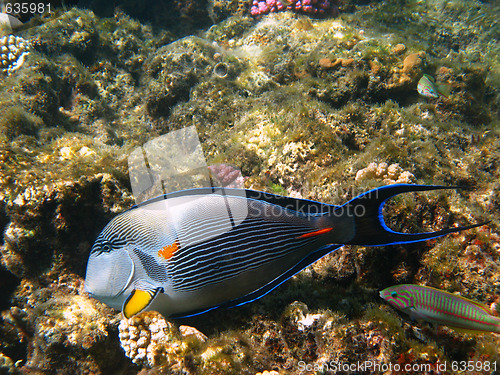 Image of Sohal surgeonfish and reef