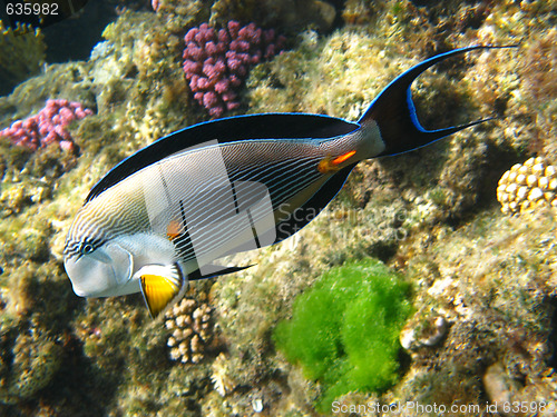 Image of Sohal surgeonfish in Red sea