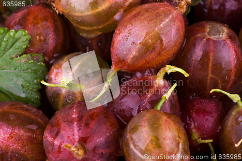 Image of Gooseberries macro