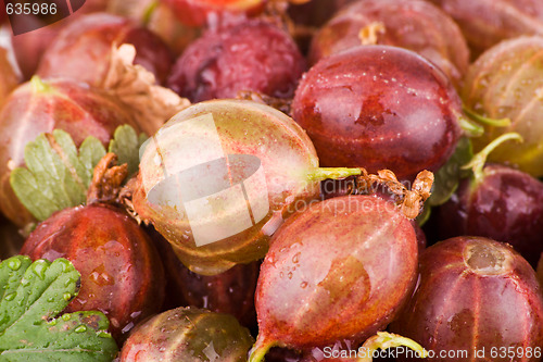 Image of Gooseberries macro