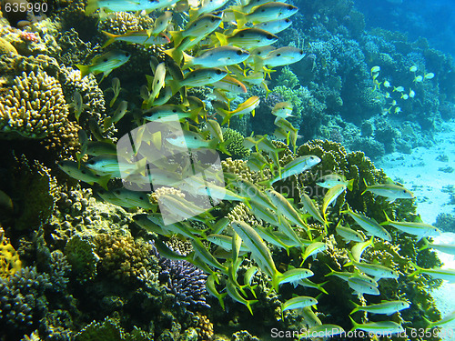 Image of Yellowfin goatfish and dory snapper