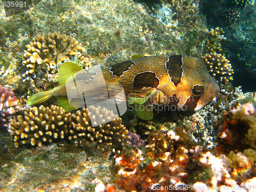 Image of Black-blotched porcupinefish and coral