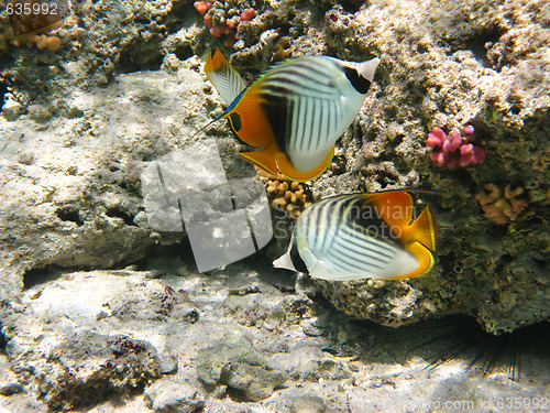 Image of Threadfin butterflyfishes