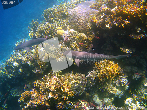 Image of Whitetip reef sharks and coral reef