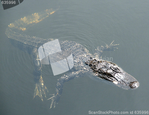 Image of Alligator