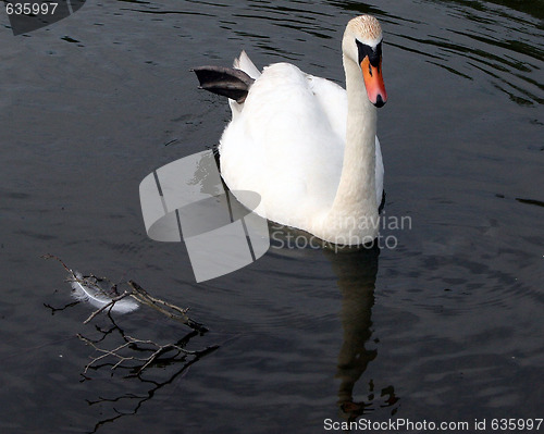 Image of Swan And A Feather