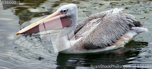 Image of Pelican