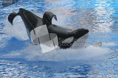 Image of Whale Splash