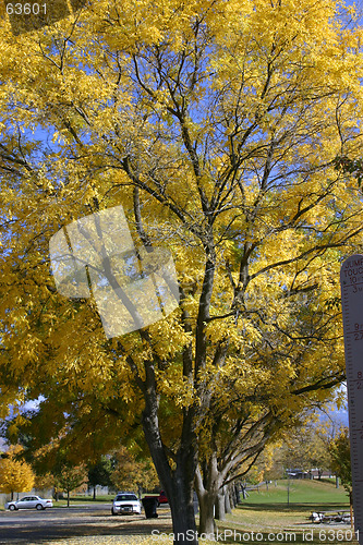 Image of Trees in the Park