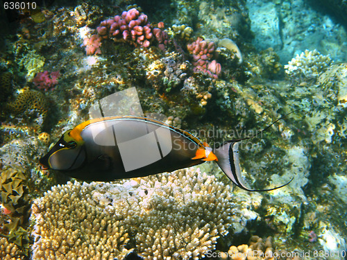 Image of Orangespine unicornfish and reef