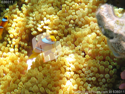 Image of Sea anemones and two-banded clownfish