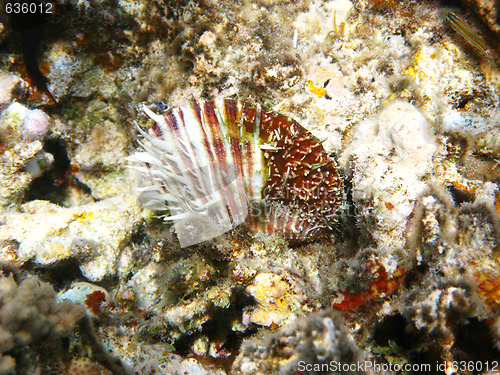 Image of Thorny scallop