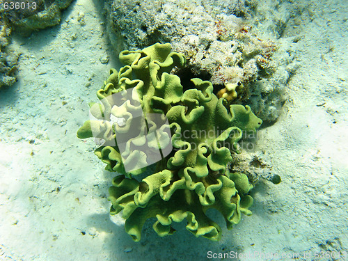 Image of Toadstool mushroom leather coral