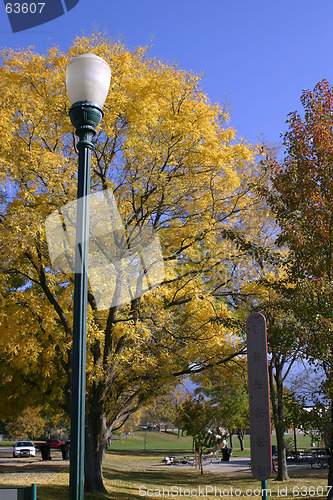 Image of Trees and the Light Post in the Park