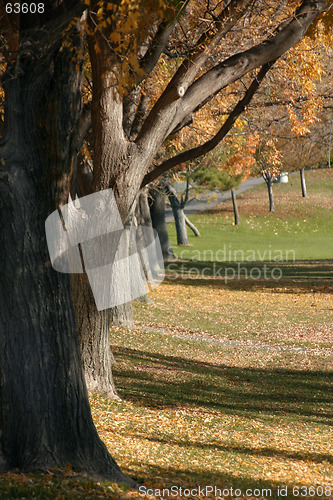 Image of Tree and a Park