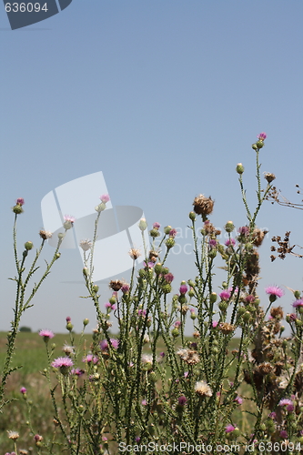 Image of musk thistle