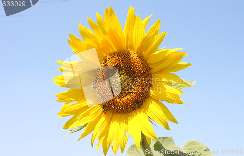 Image of sunflower