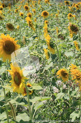 Image of sunflower field