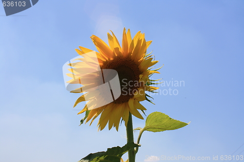 Image of sunflower