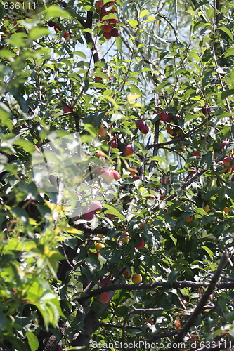 Image of cherry plum