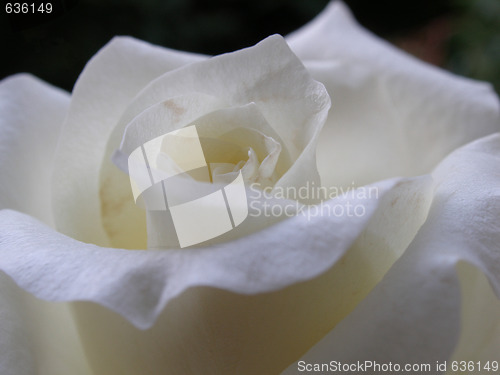 Image of rose