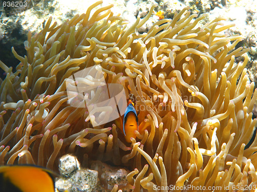 Image of Two-banded clownfish and sea anemones