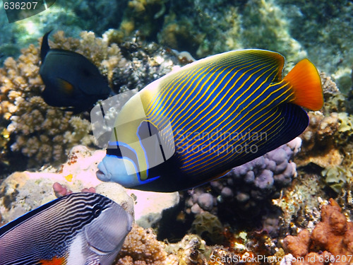 Image of Emperor angelfish and reef