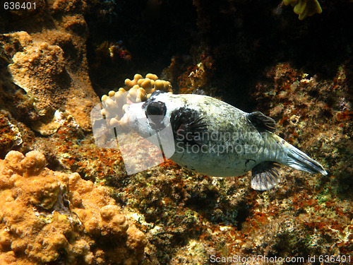 Image of Masked puffer and coral reef