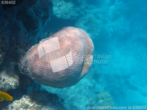 Image of Solid pore coral