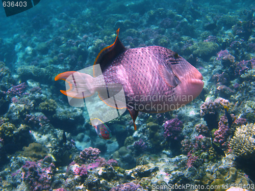 Image of Yellowmargin triggerfish and coral reef