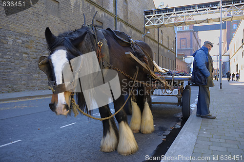 Image of Brewery Horse