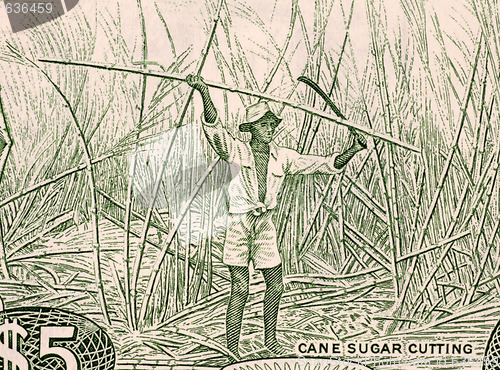 Image of Sugar Cane Harvesting