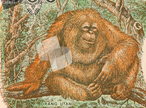 Image of Orangutan