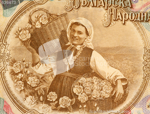 Image of Woman Harvesting Roses