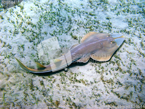 Image of Beaked guitarfish