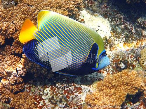 Image of Emperor angelfish and coral