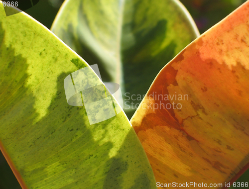 Image of Three leaves of ficus plant