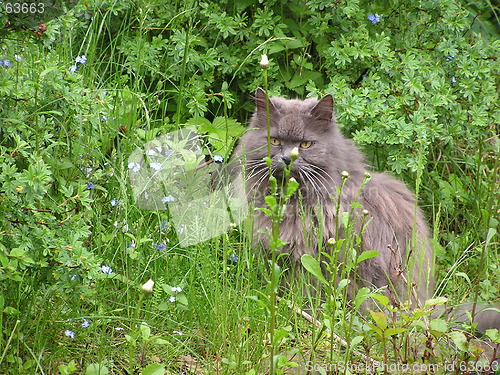 Image of Beatyful cat