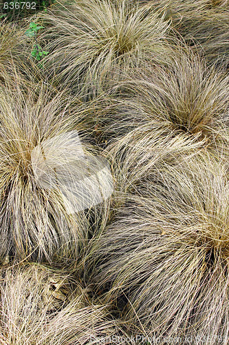 Image of Yellow grass