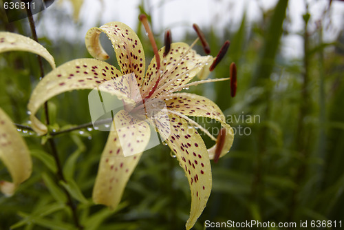 Image of Lily with waterdrops