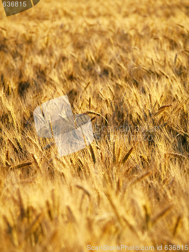 Image of Golden wheat field