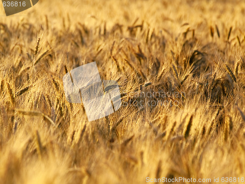 Image of Golden wheat field