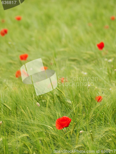 Image of Fresh young barley field