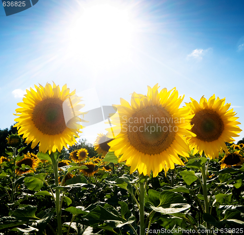 Image of Sunflower  field under the sun